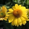 Sombrero® Lemon Yellow Coneflower -Garden Plant Store Sombrero Lemon Yellow Coneflower Close Up 29856.1612541354