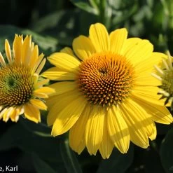 Sombrero® Lemon Yellow Coneflower
