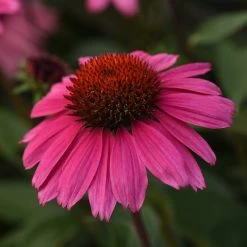 Sombrero® Rosada Coneflower