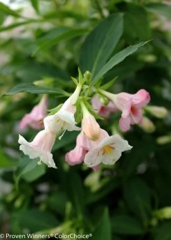 Sonic Bloom® Pearl Weigela -Garden Plant Store Sonic Bloom Pearl Weigela Flower Petals Close Up 93831.1523225722