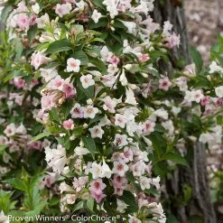 Sonic Bloom® Pearl Weigela