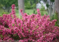 Sonic Bloom® Pink Weigela -Garden Plant Store Sonic Bloom Pink Weigela Branches Covered in Blooms 32942.1523225909