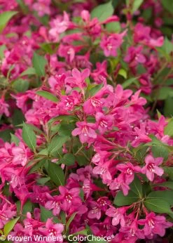 Sonic Bloom® Pink Weigela -Garden Plant Store Sonic Bloom Pink Weigela Flower Petals 60212.1523225897