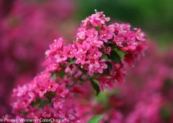 Sonic Bloom® Pink Weigela -Garden Plant Store Sonic Bloom Pink Weigela Flowers Close Up 78008.1523225887