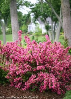 Sonic Bloom® Pink Weigela -Garden Plant Store Sonic Bloom Pink Weigela Shrub Flowering 36980.1523225900