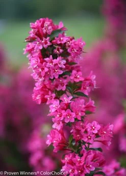 Sonic Bloom® Pink Weigela -Garden Plant Store Sonic Bloom Pink Weigela With Pink Blooms 17296.1523225882