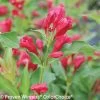 Sonic Bloom® Red Weigela -Garden Plant Store Sonic Bloom Red Weigela Flowers and Foliage 18890.1523226014