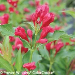Sonic Bloom® Red Weigela