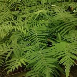 Southern Wood Fern