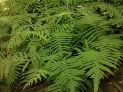 Southern Wood Fern -Garden Plant Store Southern Wood Fern Leaves 89790.1507684695