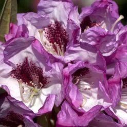 Southgate Radiance Rhododendron