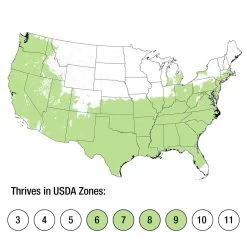 Southgate Radiance Rhododendron -Garden Plant Store Southgate Radiance Rhododendron Growing Zones 26688.1640074617