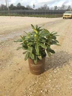 Southgate Radiance Rhododendron -Garden Plant Store Southgate Radiance Rhododendron in Pot 84537.1640074586
