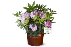 Southgate Radiance Rhododendron -Garden Plant Store Southgate Radiance Rhododendron in Southern Living Pot 86724.1640074628