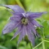 Sparky® Blue Clematis -Garden Plant Store Sparky Blue Clematis Flower and Foliage Close Up 44564.1611891881