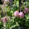 Sparky® Pink Clematis -Garden Plant Store Sparky Pink Clematis Upside Down Blooms On The Trellis 10346.1611892051