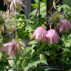 Sparky® Pink Clematis