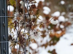 Sparky® Pink Clematis -Garden Plant Store Sparky Pink Clematis in the Fall and Winter 24380.1611892059
