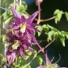 Sparky® Purple Clematis -Garden Plant Store Sparky Purple Clematis Blooming on Metal Trellis 93692.1611892167