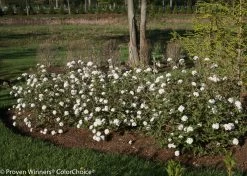 Spice Baby Viburnum -Garden Plant Store Spice Baby Viburnum Bushes Blooming in the Landscape 44955.1523226125