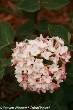 Spice Baby Viburnum -Garden Plant Store Spice Baby Viburnum Flowers Close Up 66565.1523226129