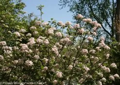 Spice Girl® Viburnum -Garden Plant Store Spice Girl Viburnum Blooming During a Bright Summer Day 97479.1523226208