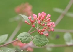 Spice Girl® Viburnum -Garden Plant Store Spice Girl Viburnum Flower Buds and Leaves 16471.1523226213
