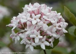 Spice Girl® Viburnum -Garden Plant Store Spice Girl Viburnum Flower Petals Close Up 02580.1523226191