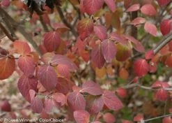 Spice Girl® Viburnum -Garden Plant Store Spice Girl Viburnum Foliage Turning Red in Fall 46589.1523226194