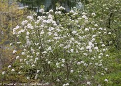 Spice Girl® Viburnum -Garden Plant Store Spice Girl Viburnum Shrub Blooming With White Flowers 63958.1523226204
