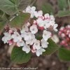 Spice Girl® Viburnum 2 Spice Girl® Viburnum -Garden Plant Store Spice Girl Viburnum Shrub With White and Red Flowers 29468.1523226169
