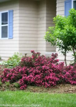 Spilled Wine® Weigela -Garden Plant Store Spilled Wine Weigela Blooming by the House 11887.1523226337