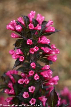Spilled Wine® Weigela -Garden Plant Store Spilled Wine Weigela Branch Covered in Small Flowers 71703.1523226340