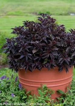 Spilled Wine® Weigela -Garden Plant Store Spilled Wine Weigela Dark Purple Foliage 40567.1523226310