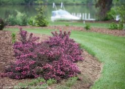 Spilled Wine® Weigela -Garden Plant Store Spilled Wine Weigela Growing By the Water 70828.1523226332