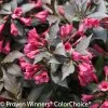 Spilled Wine® Weigela -Garden Plant Store Spilled Wine Weigela Leaves and Pink Flowers 39304.1523226271