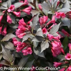 Spilled Wine® Weigela