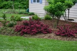 Spilled Wine® Weigela -Garden Plant Store Spilled Wine Weigela Shrubs in the Landscaping 31810.1523226322