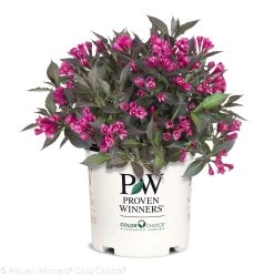Spilled Wine® Weigela -Garden Plant Store Spilled Wine Weigela in Proven Winners Pot 86004.1523226357