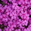 Spring Bling Ruby Riot Phlox 1 Spring Bling Ruby Riot Phlox -Garden Plant Store Spring Bling Ruby Riot Phlox Flower Petals 49755.1612195109