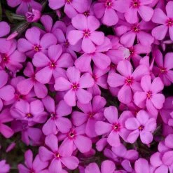 Spring Bling Ruby Riot Phlox