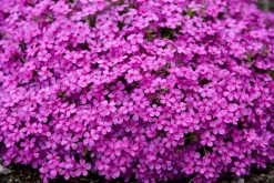 Spring Bling Ruby Riot Phlox -Garden Plant Store Spring Bling Ruby Riot Phlox Plant Flowering 34566.1612195118