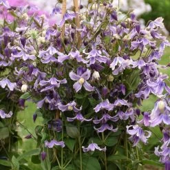 Stand By Me Lavender Clematis