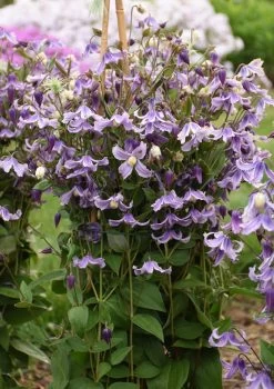 Stand By Me Lavender Clematis -Garden Plant Store Stand By Me Lavender Clematis Plant 33058.1637613377