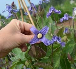 Stand By Me Clematis Bush -Garden Plant Store Stand by Me Clematis Bush Purple Bloom Up Close 50196.1551416728