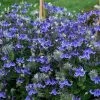 Stand By Me Clematis Bush -Garden Plant Store Stand by Me Clematis Bush Purple Flowers 75244.1615498559