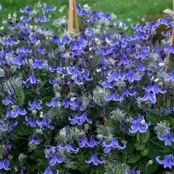 Stand By Me Clematis Bush