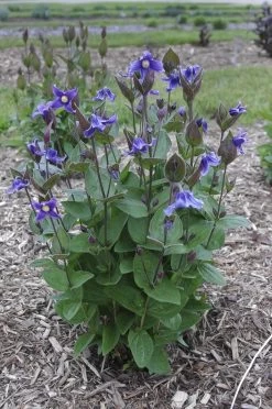 Stand By Me Clematis Bush -Garden Plant Store Stand by Me Clematis Bush 19407.1551416728