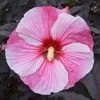 Starry Starry Night Hibiscus -Garden Plant Store Starry Starry Night Hibiscus Flower 03267.1649186058