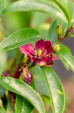 Stellar Ruby Magnolia 10 Stellar Ruby Magnolia -Garden Plant Store Stellar Ruby Magnolia Flower Buds and Leaves 14350.1614225460